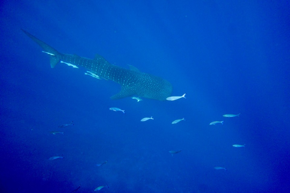 Ägypten - Quseir - Es war wirklich wie bestellt, der Walhai zog an uns vorbei.