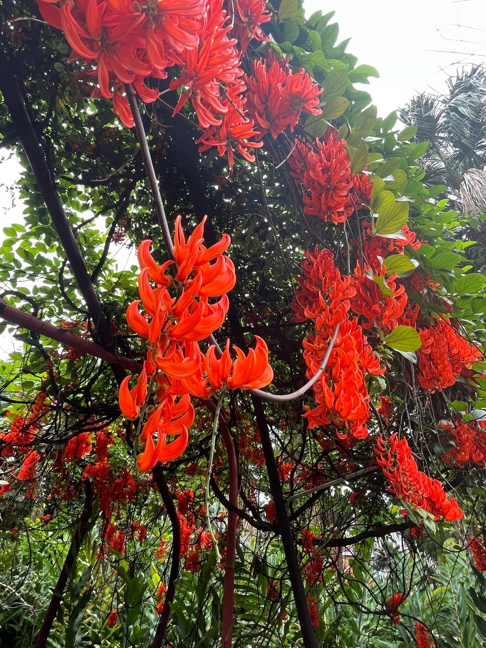 Singapur - Singapur - 