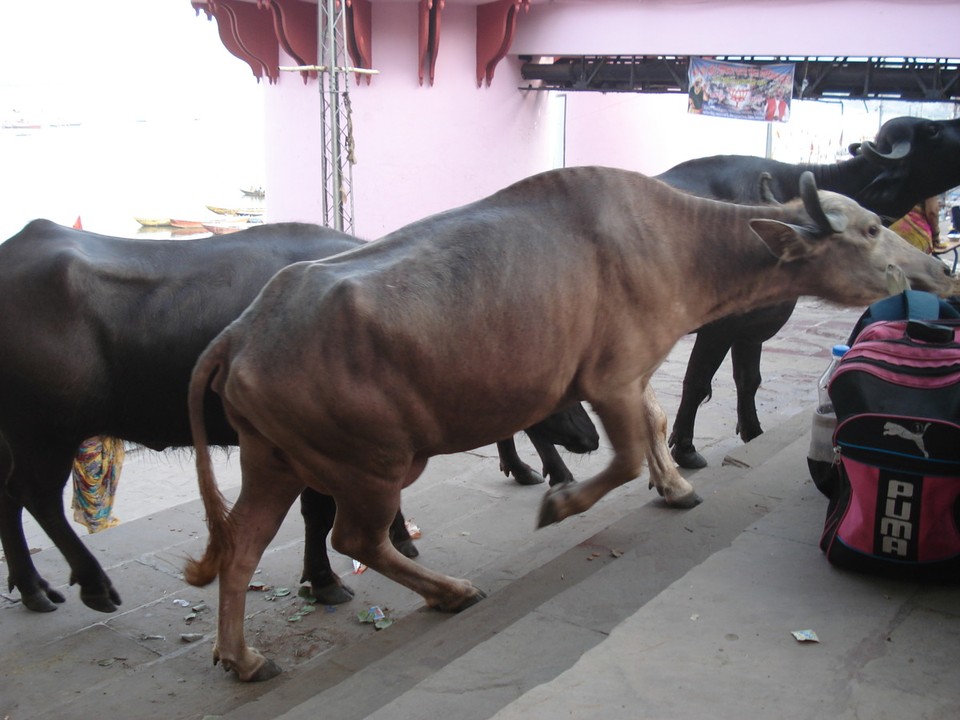 India - Varanasi - 