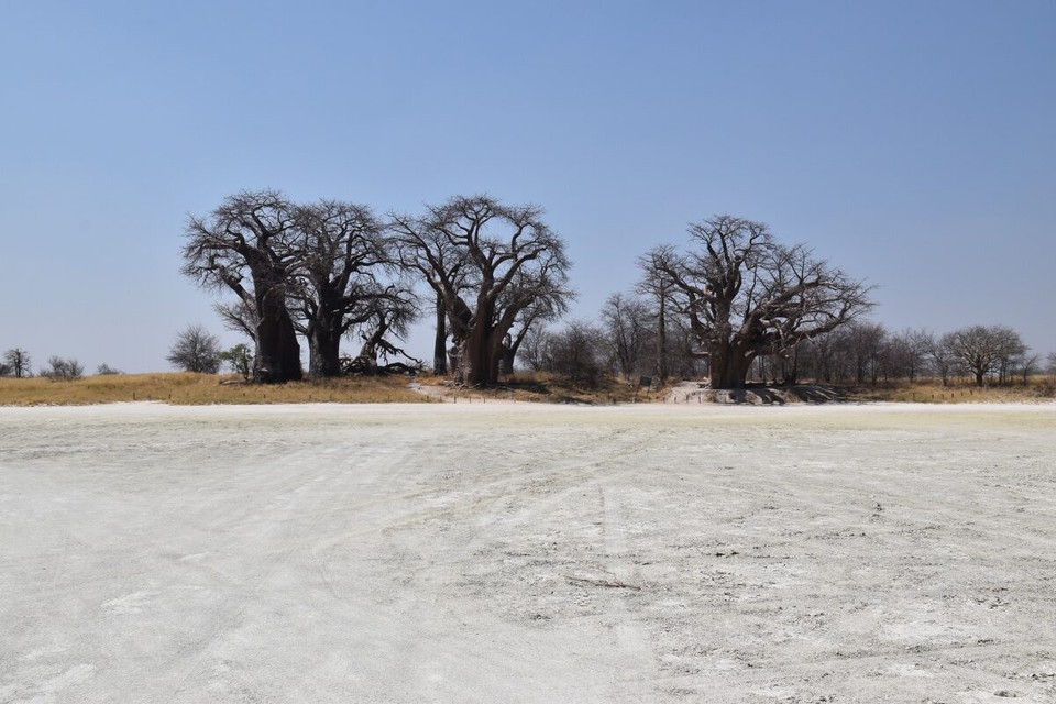 Botsuana -  - Ein paarmal vor und zurück und dann ging es weiter. Der gesamte Weg bestand aus losen Wüstensand. Mehrmals geriet das Auto an seine Grenzen und bleib stehen, wir haben es aber immer wieder geschafft weiterzukommen.Mittlerweile hatten wir auch kein Google Maps mehr und fuhren mehr nach Gefühl.
