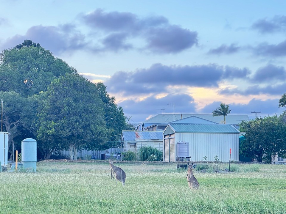 Australien - New Auckland - Eastern Grey Kangaroo