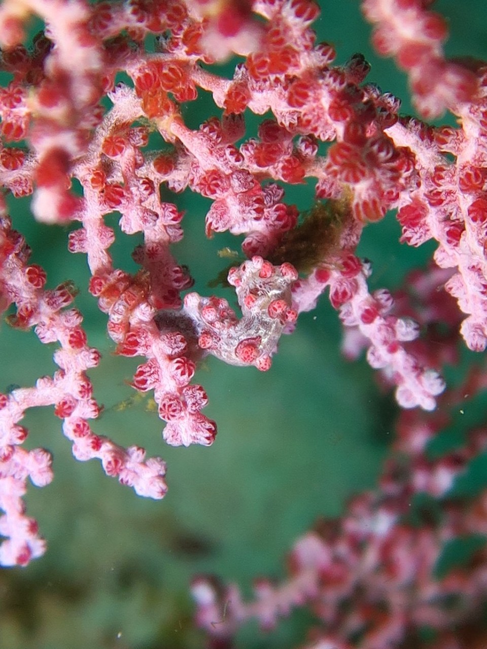 Indonesia - Kri - Hippo pygme avec ses pompons roses