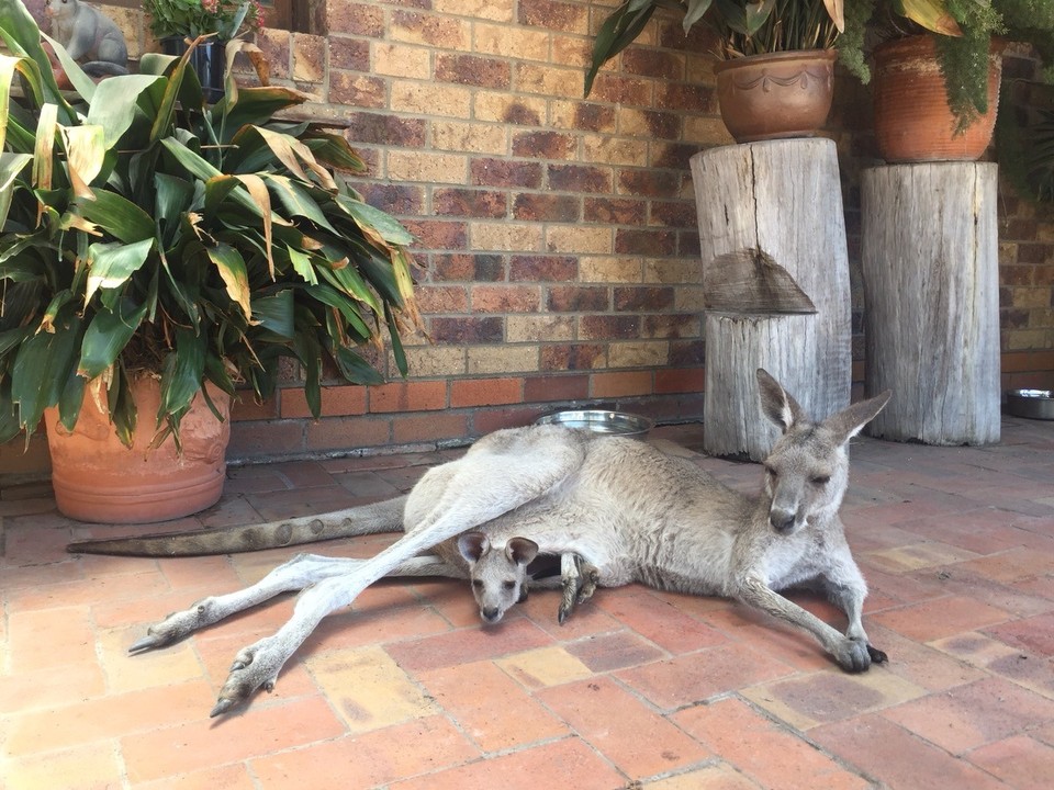  - Australia, Agnes Water, Horizons Kangaroo Sanctuary - 