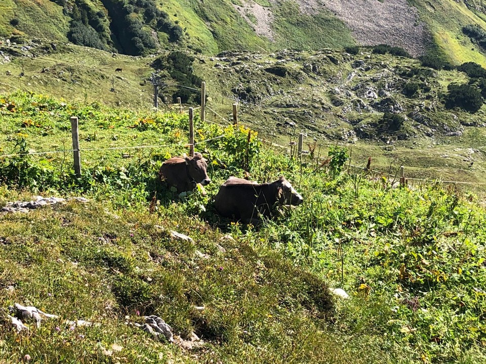 Deutschland - Oberstdorf - Ruhende Kühe auf dem Nebelhorn