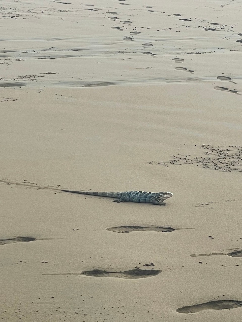 Costa Rica - Osa - … und den ein oder anderen Bewohner noch auf eigene Faust entdecken 🧭 