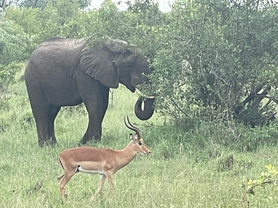 Südafrika - Sabie Park - 