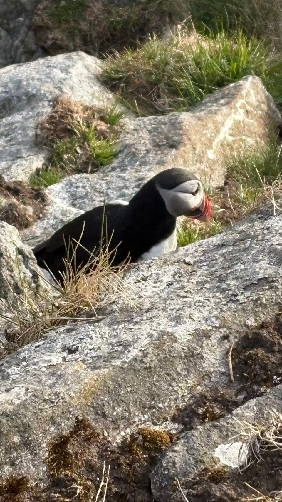 Norwegen - Nerlandsøya - 