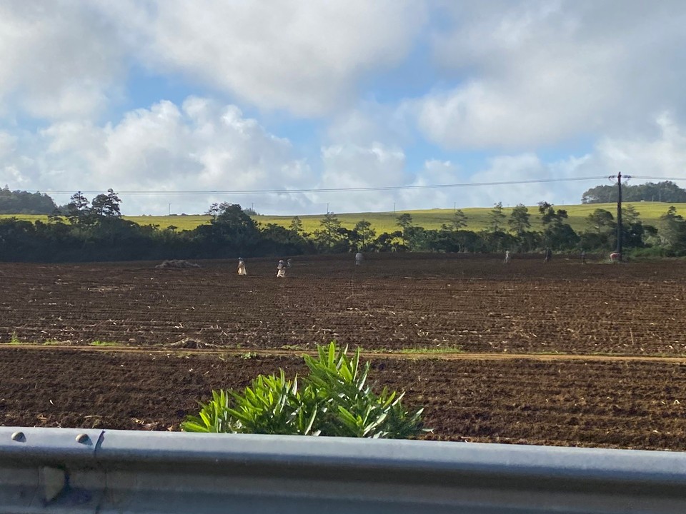 Mauritius -  - Hier wird noch von Hand gesät 