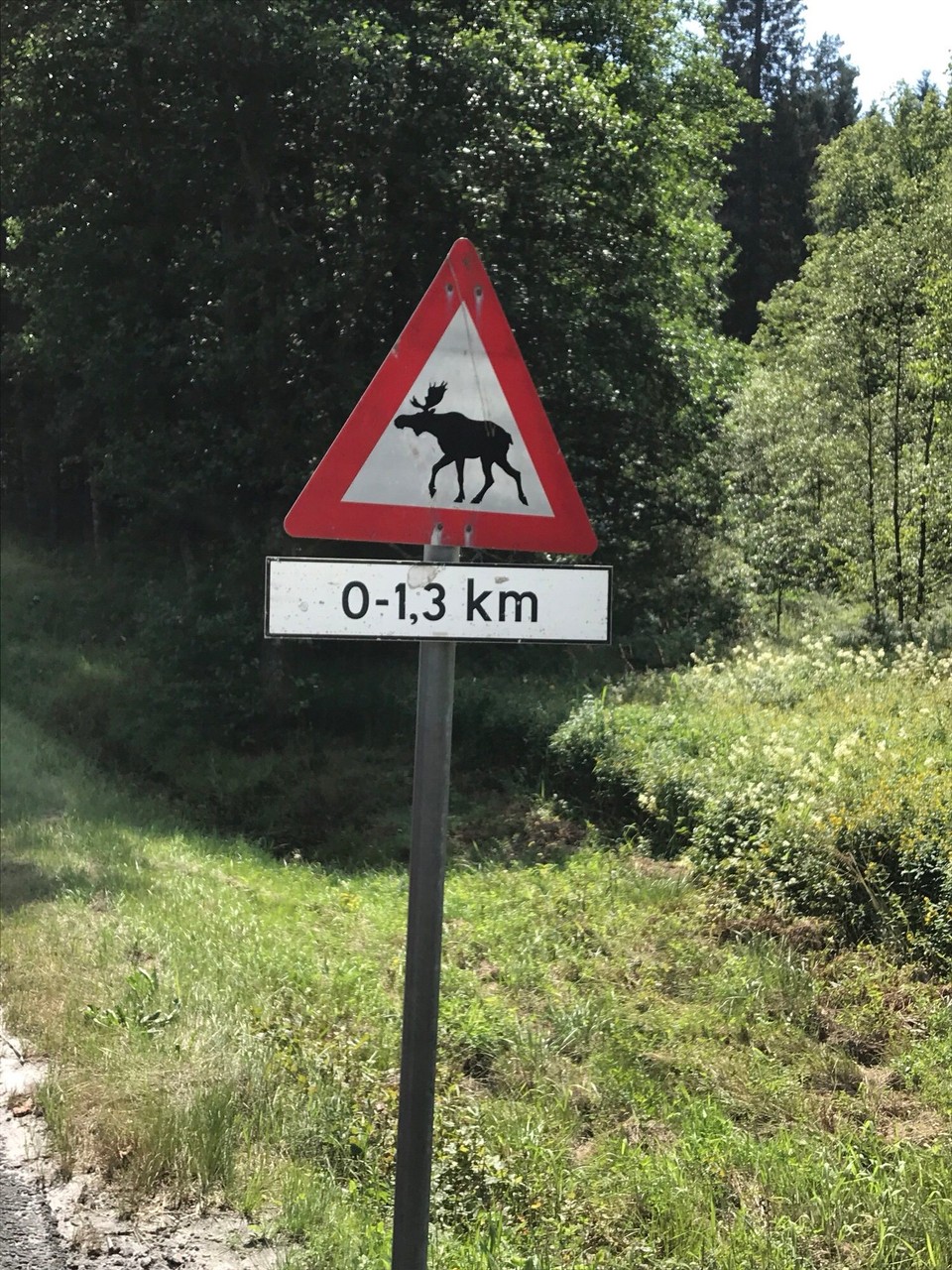 Norwegen - Mandal - Überall wird vor Elchen gewarnt und keiner taucht auf.