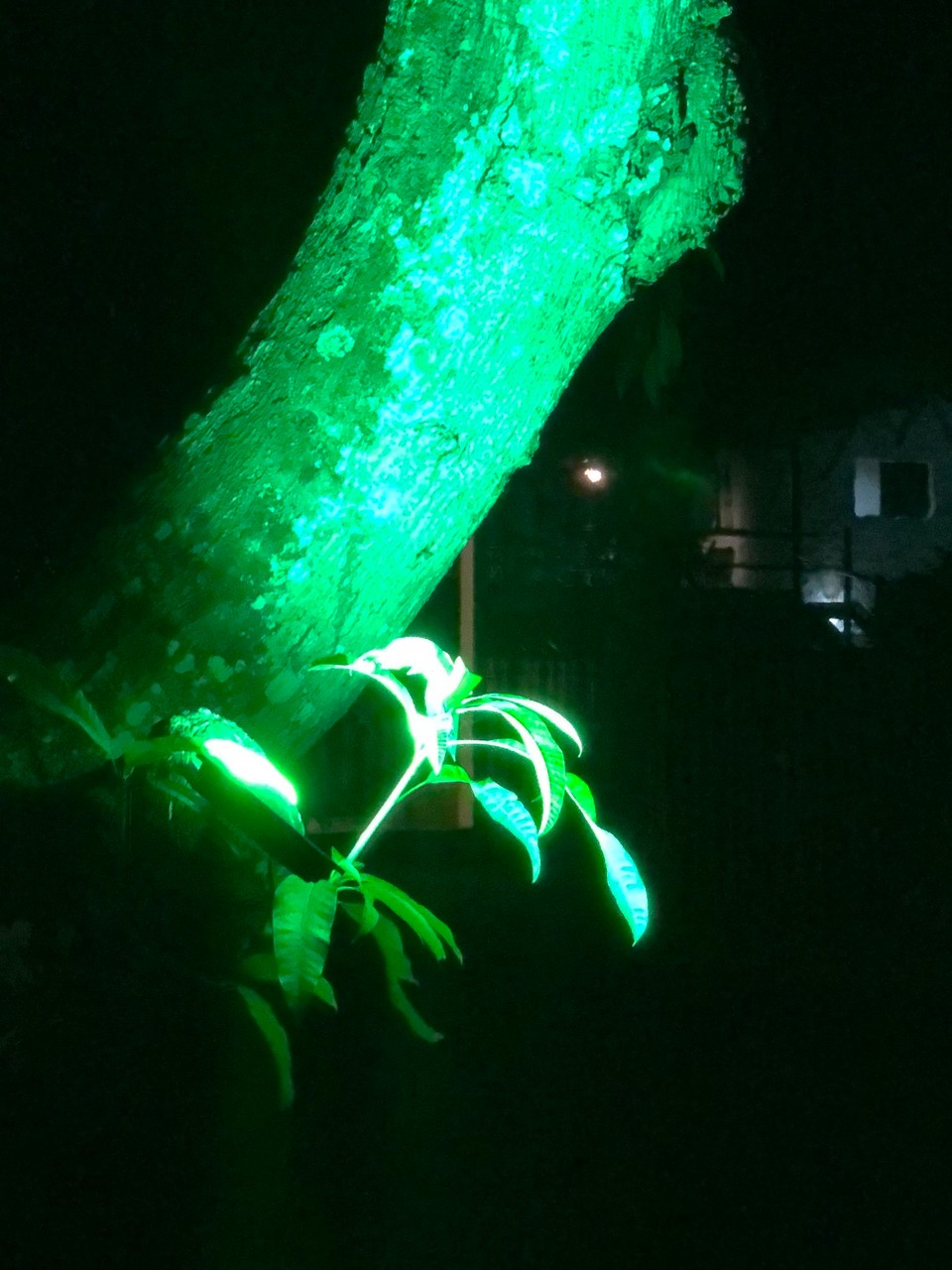 Brasilien - Cairu - Hotelgarten Abendstimmung