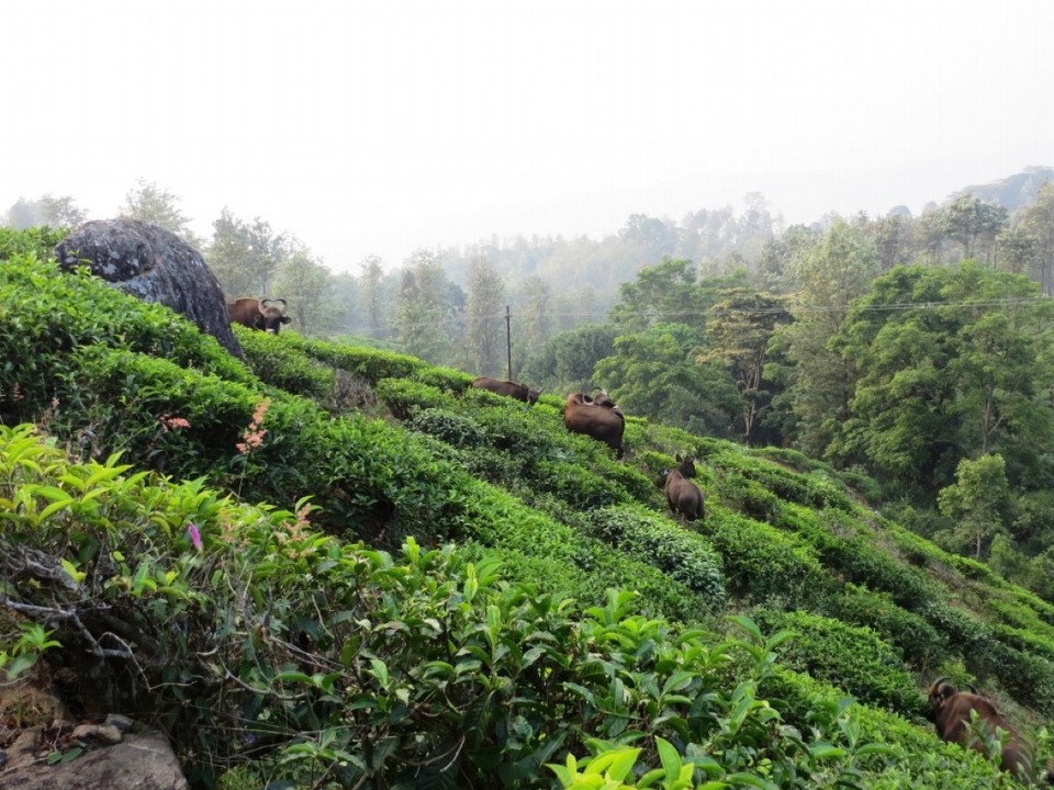 Indien - Coonoor - 