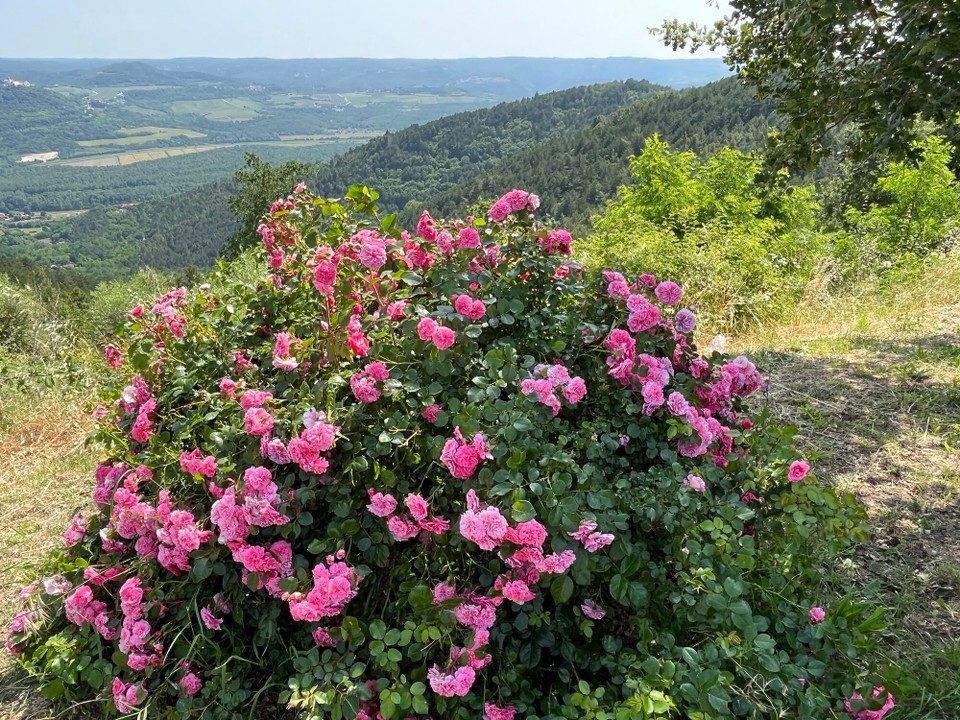 Kroatien - Oprtalj - 