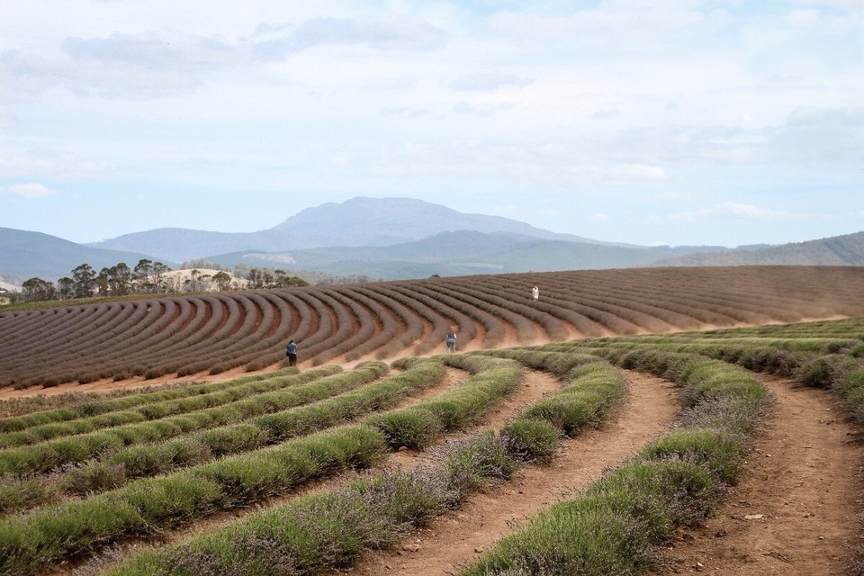 Australien - Scottsdale - Nächste Lavendel Farm: Bridestowe Lavender Estate...wo uns die nette Dame am Eingang als ihr neuen Freunde Ausgabe, sodass wir nicht 10$ p.P. zahlen mussten 