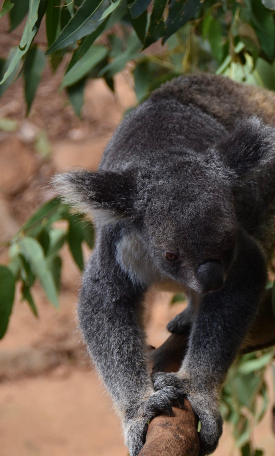 Australien - Kuranda - 