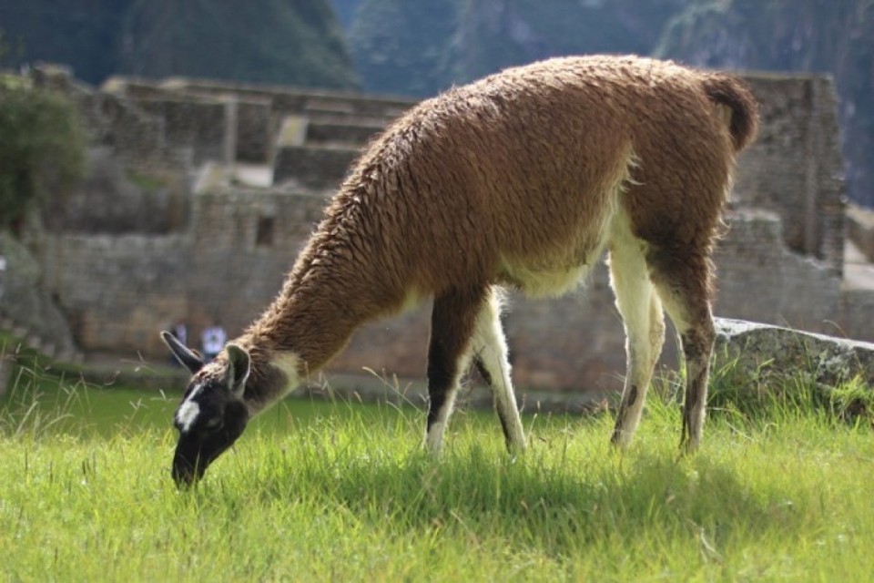 Peru - Machupicchu - 