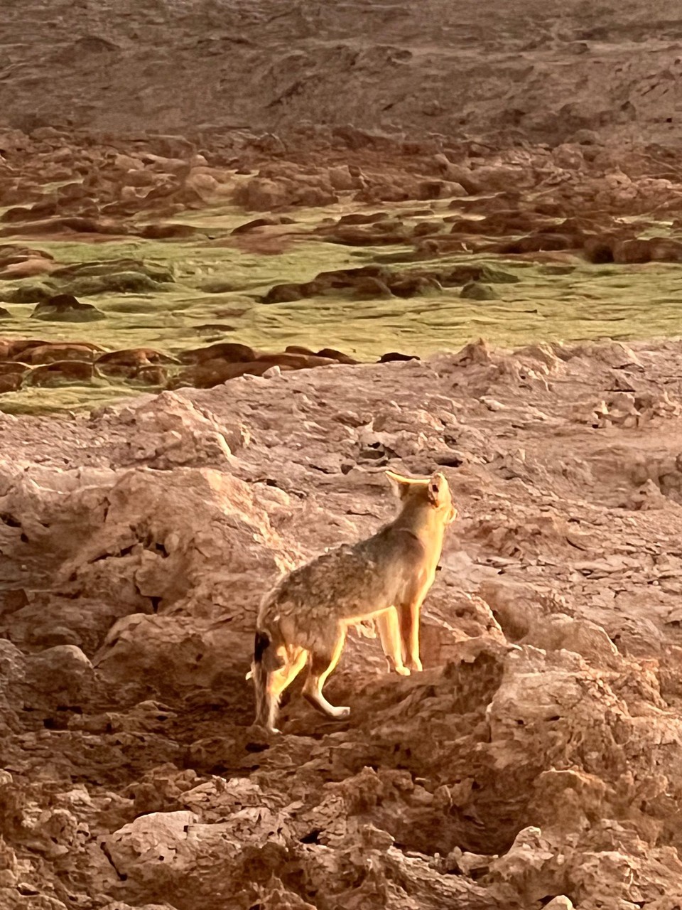 Chile - Atacama Desert - Culpeo fox at sunset