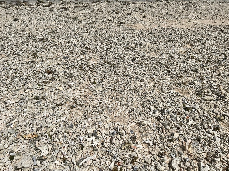 Indonesien - Kabupaten Lombok Utara - Es werden unglaublich viele Korallenstücke an den Strand gespült, sodass man erahnen kann wie wunderschön die Unterwasserwelt vor der Küste sein muss 🪸🐠🐢. Leider hat man nicht das Gefühl, dass die Einheimischen etwas dafür tun die Natur zu erhalten, da die Strände stellenweise vermüllt sind 😢