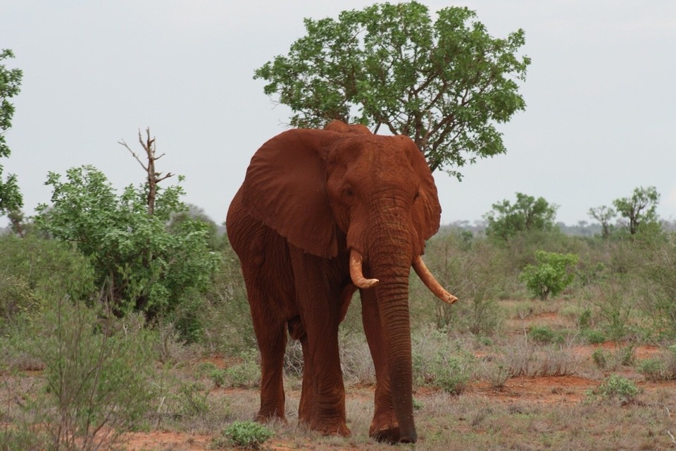 Kenia - Kajiado - 