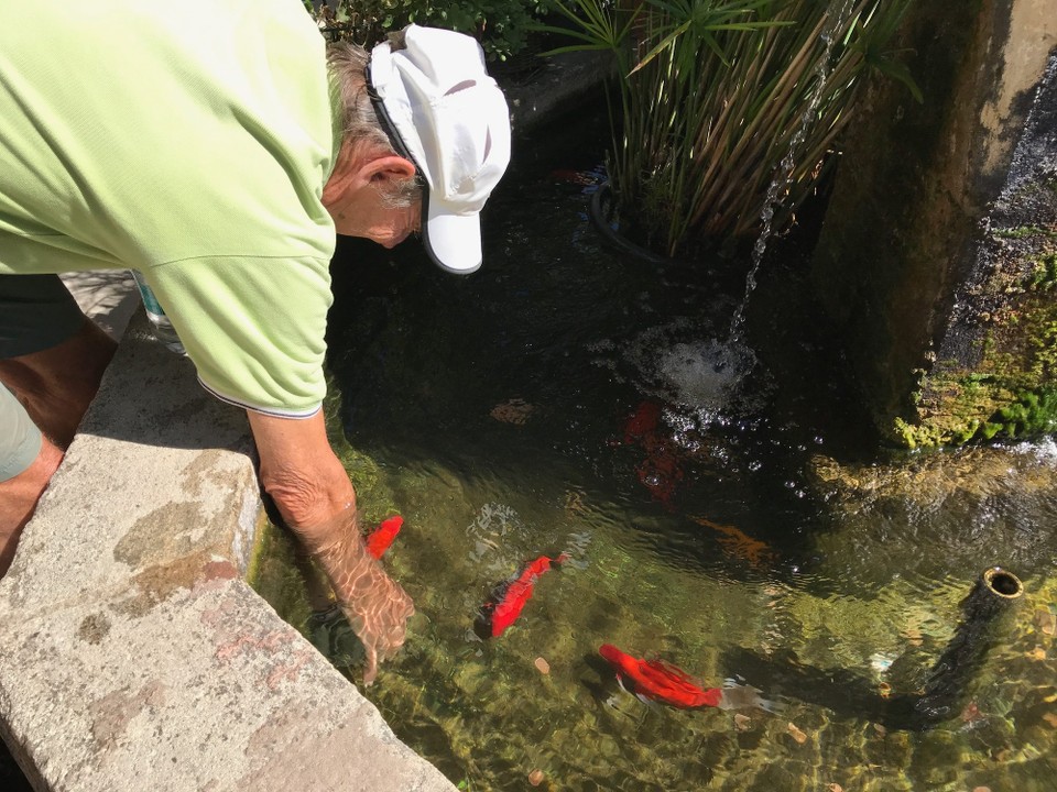 Frankreich - Grimaud - Papa streichelt die Goldfische im Stadtbrunnen ... sehr zum Missfallen der Anwohner 😄