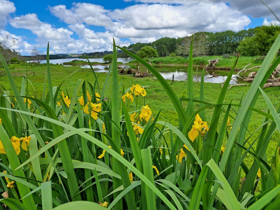 Neuseeland - Rangiriri - 