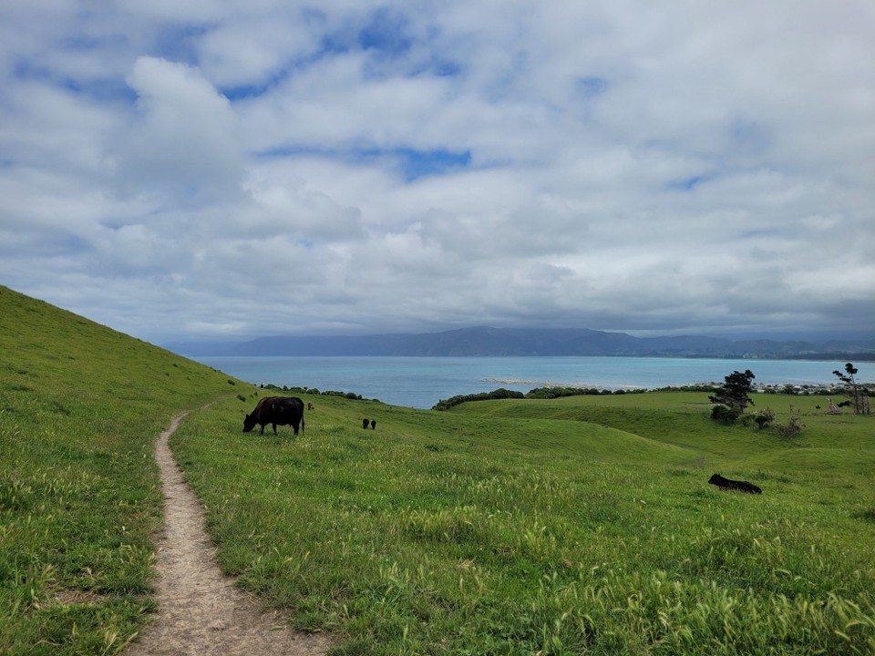 Neuseeland - Kaikoura - 
