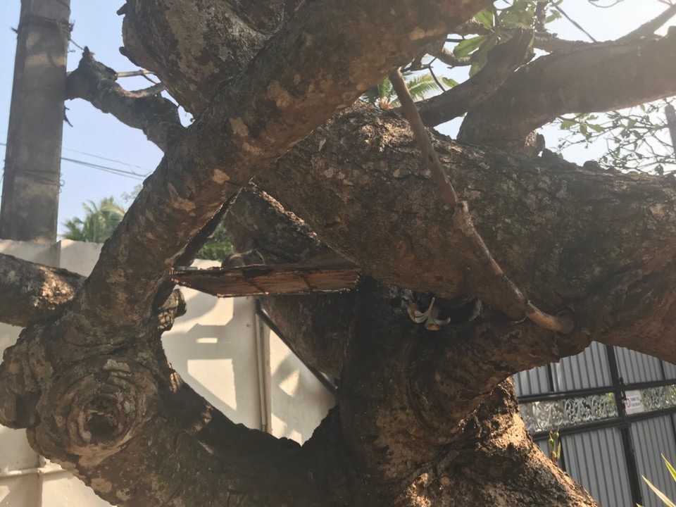 Sri Lanka - Dehiwala-Mount Lavinia - Wer findet das Streifenhörnchen ?