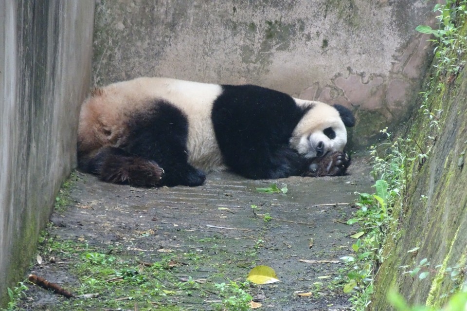 China - Chengdu - 