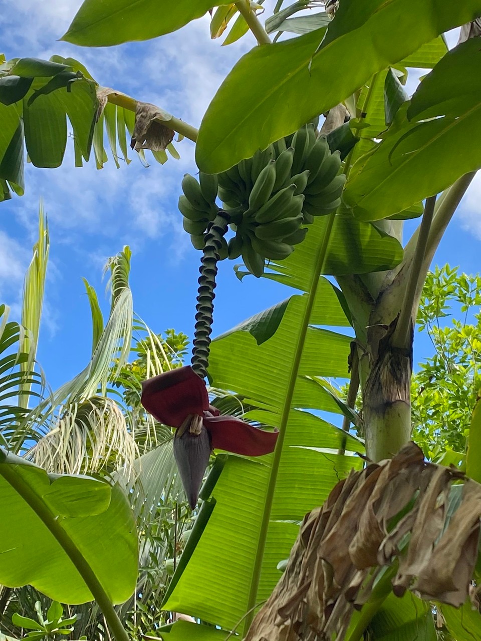 Réunion - Saint-Pierre - 