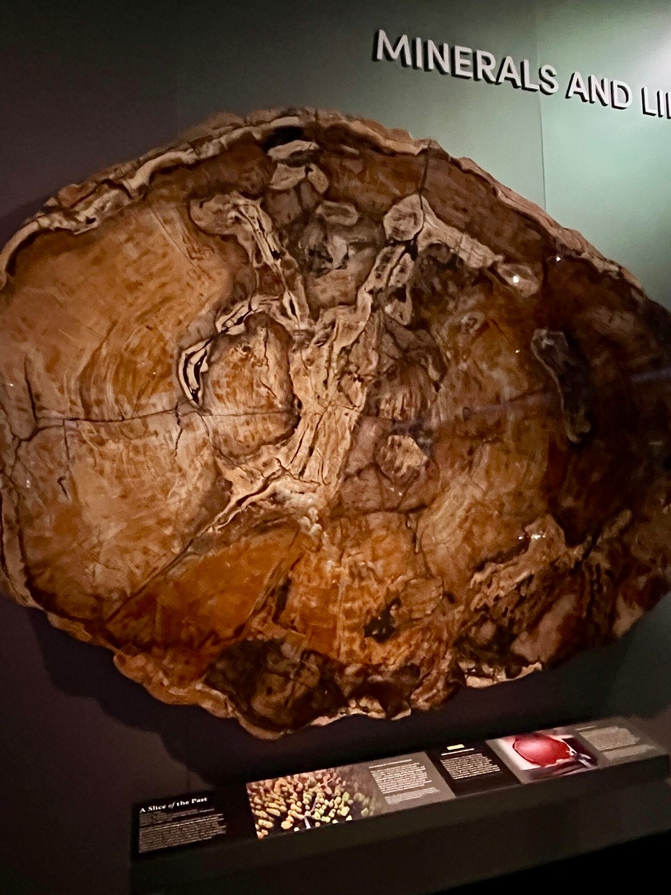 Vereinigte Staaten - New York - Versteinerter Baum