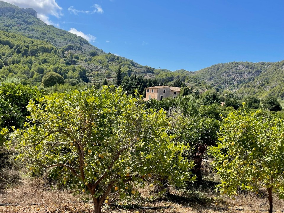 Spanien - Sóller - Anschließend ging es mit dem Zug an vielen Obstbäumen vorbei wieder zurück.