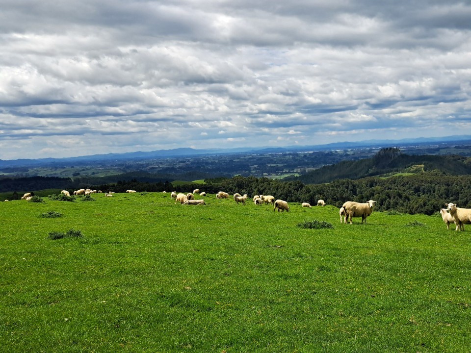 Neuseeland - Pirongia - 