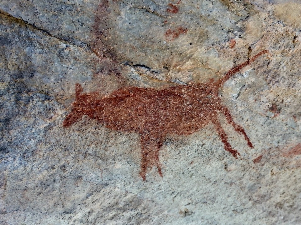 Südafrika - Clanwilliam - Wildtier