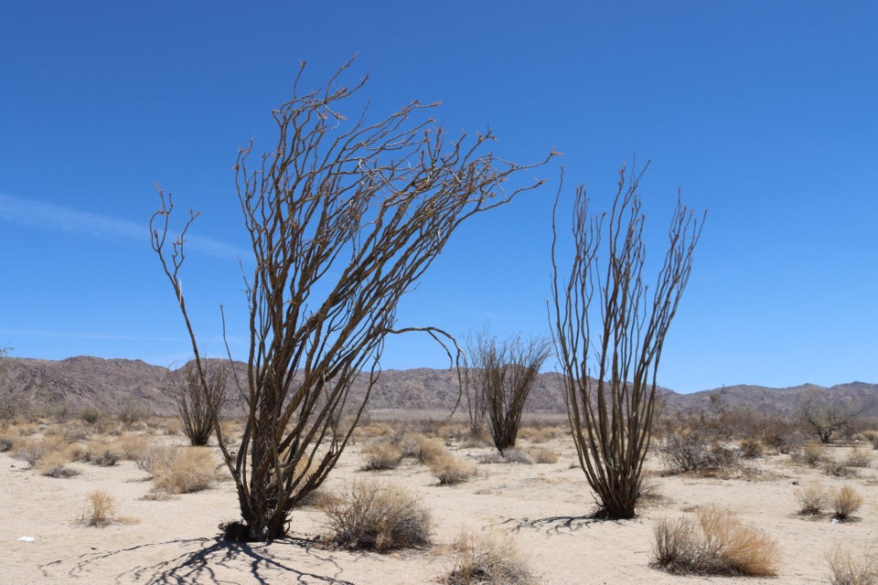 USA - Tucson - Joshua Tree NP (Ocotillos)