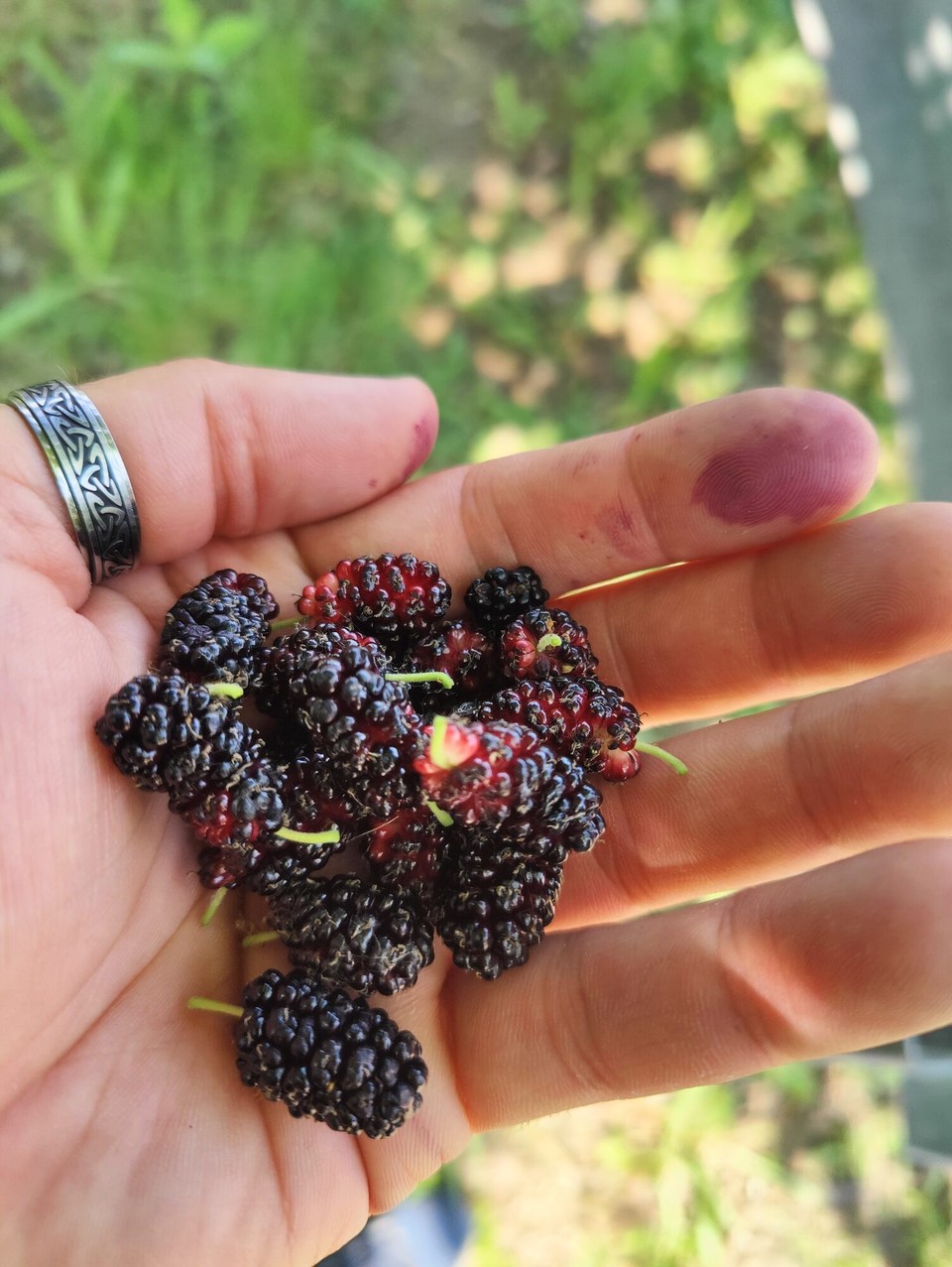 Rumänien - Vărșand - Noch mehr Maulbeeren