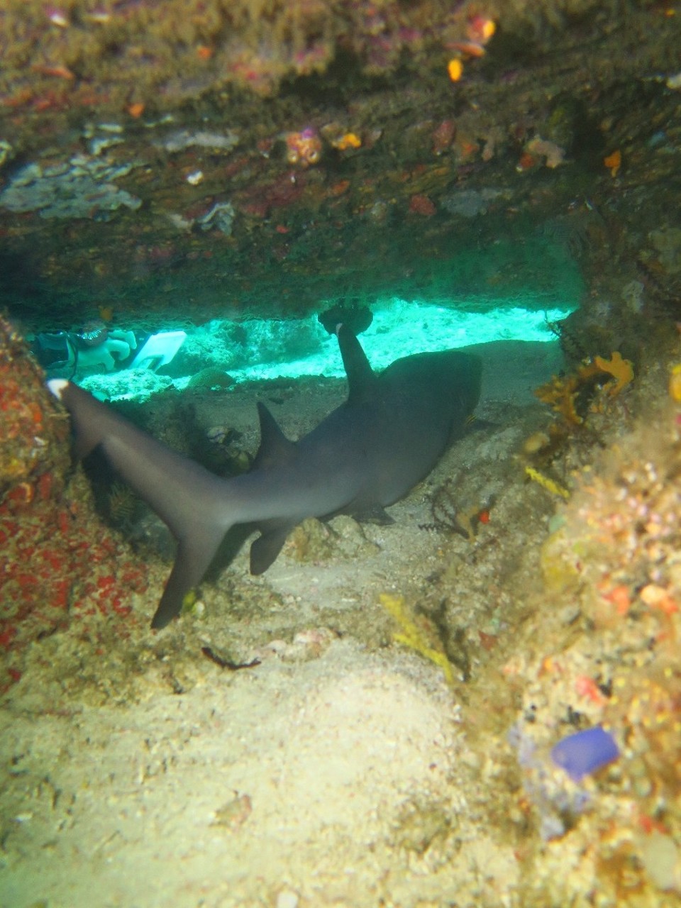 Indonesia - Kri - Requin pointe noire endormi