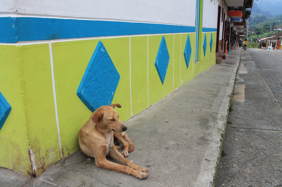 Colombia - Jardín - Fotogener Straßenhund