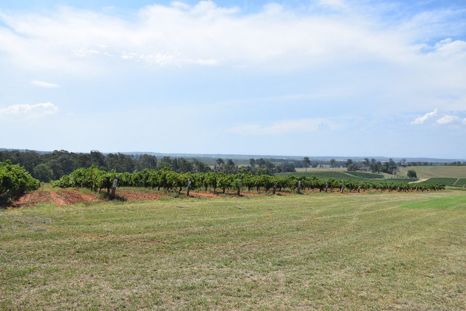 Australien - Hunter Valley - Tyrrell's Weinberge