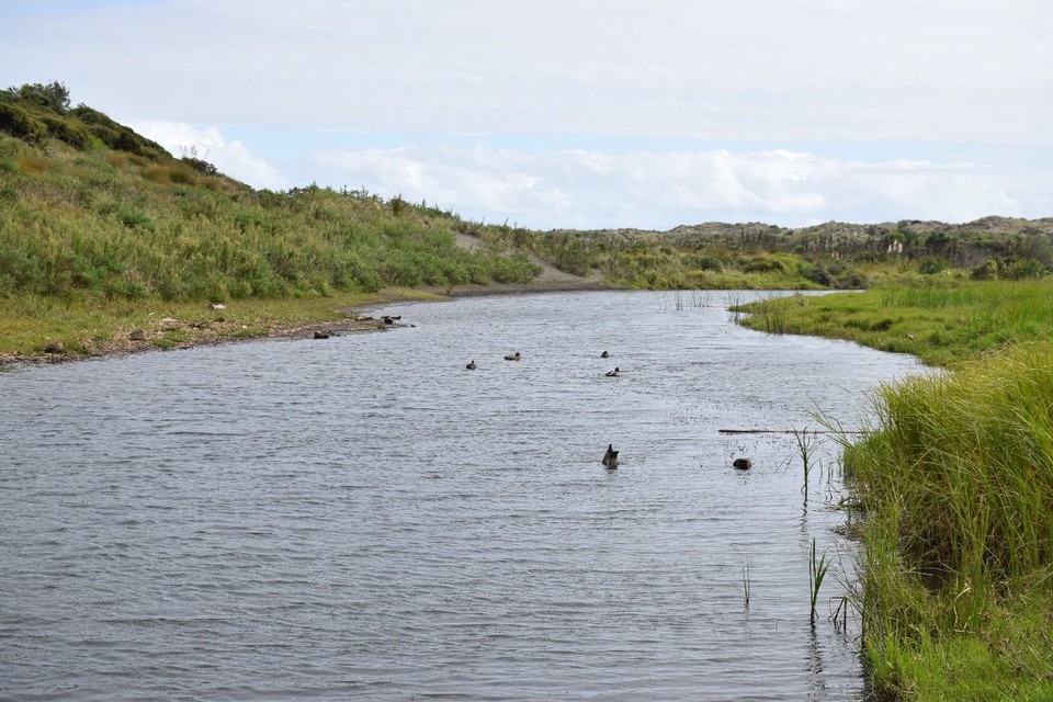 Neuseeland - Karekare - Auf dem Weg zum Strand sind wir an diesem Meeresausläufer vorbeigekommen