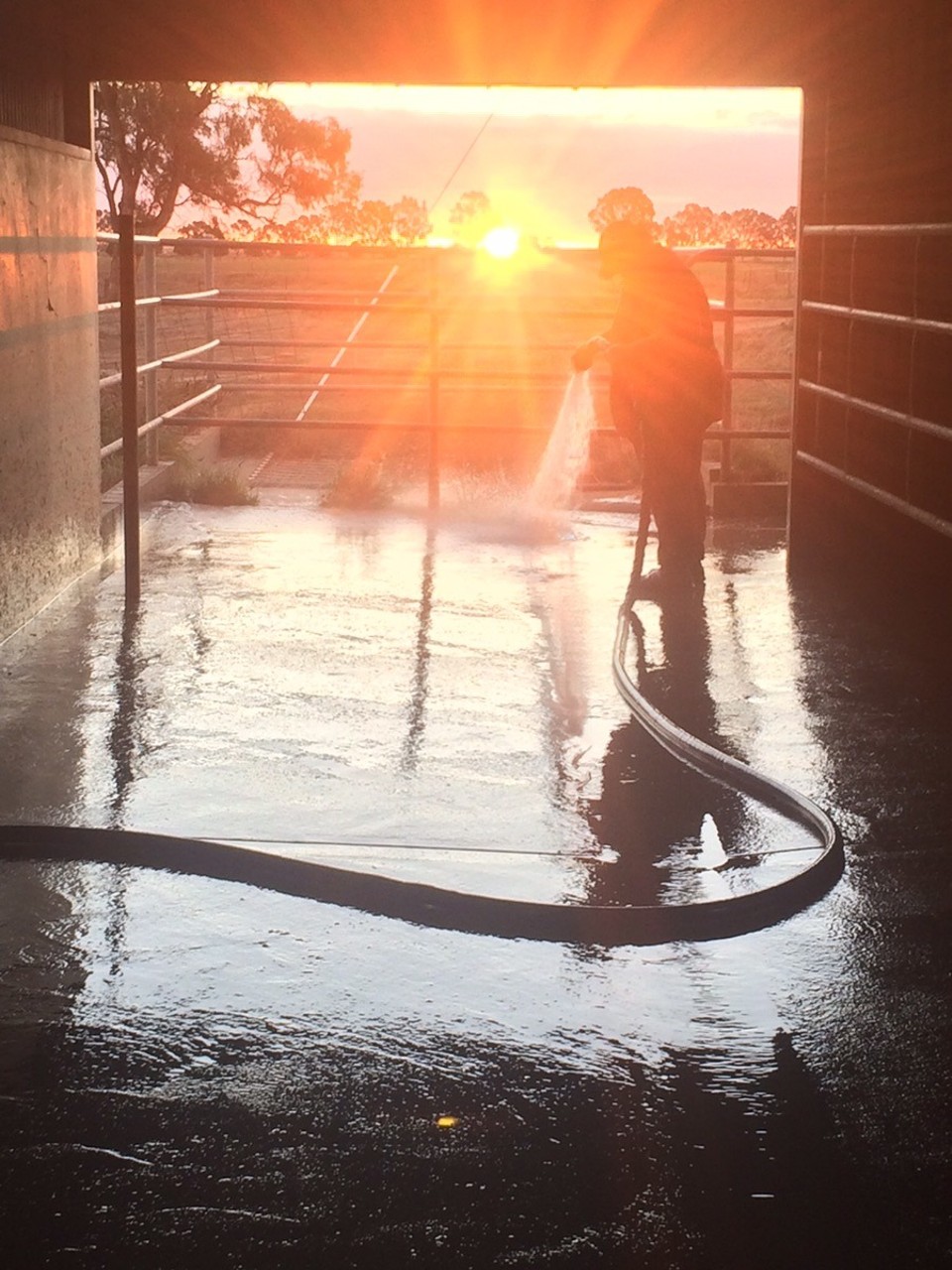  - Australia, Finley 2713 - Washing down the dairy post milking. 