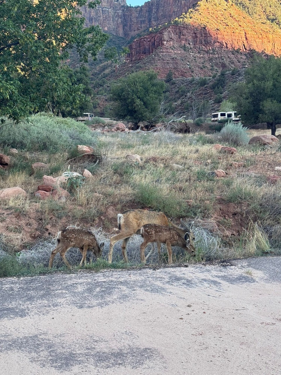 Vereinigte Staaten - Hurricane - Au hüt hemmer wieder Tier gspotted. Die Rehfamilie mit Bambi.😍☺️