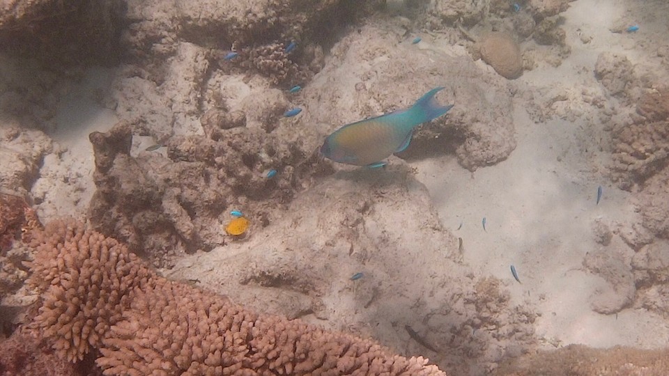 Australien - Cape Range National Park - Papageienfisch