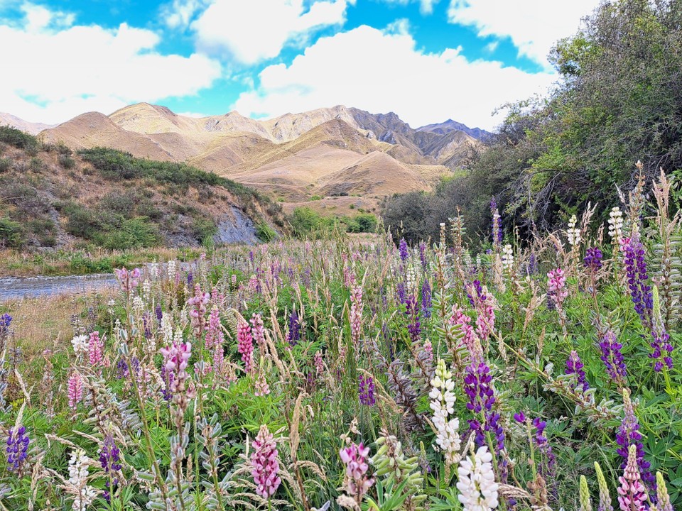 Neuseeland - Arrowtown - 