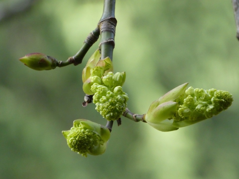 Canada - Vancouver - New shoots for spring 