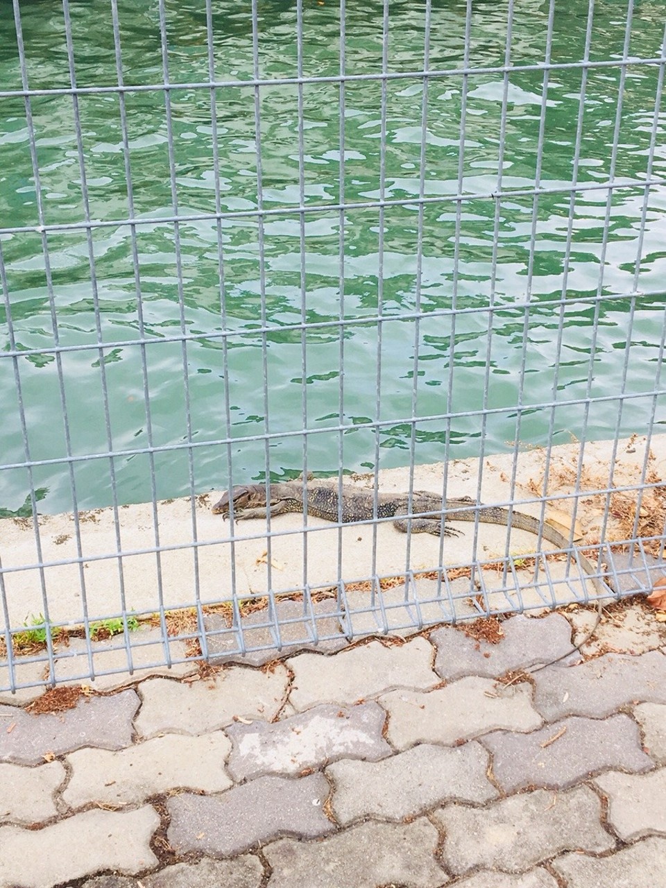 Malaysia - Malakka - 🦖
