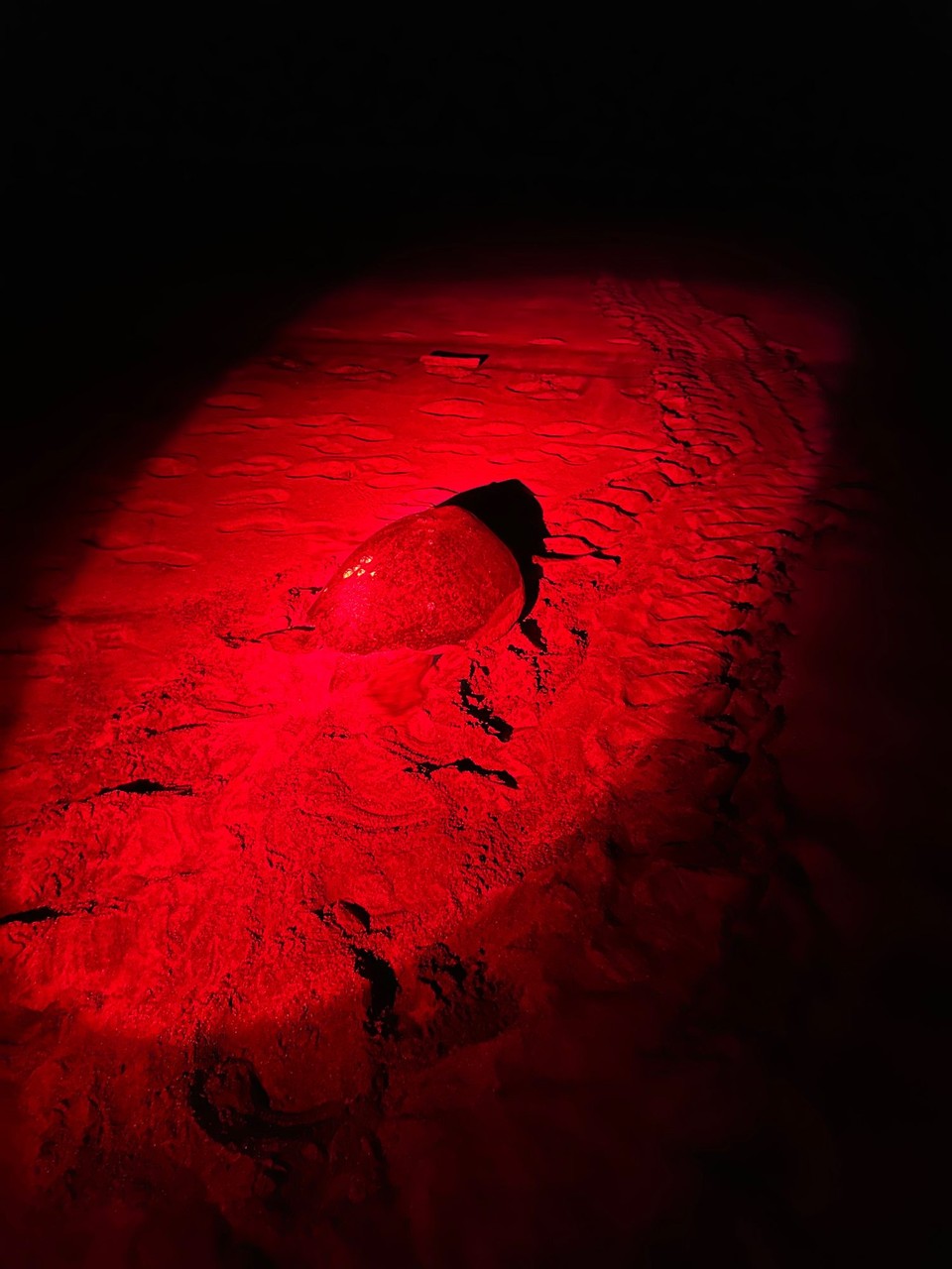 Costa Rica - Playa Grande - 