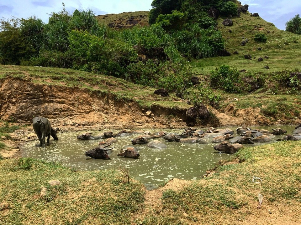 Indonesien - Lombok Tengah - Wasserbüffel 😆
