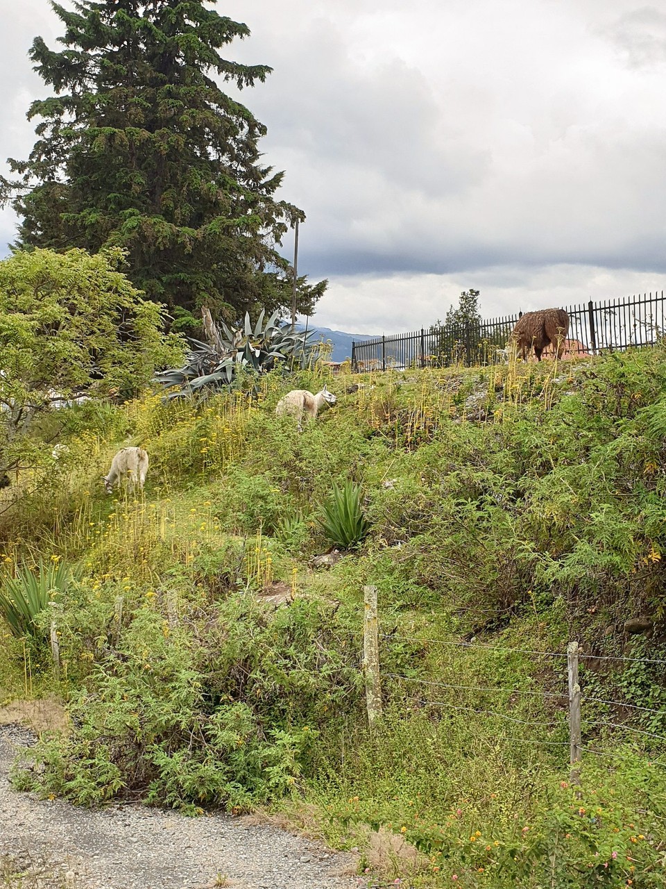 Ecuador - Cuenca - The lawn mowers in at Pumapungo