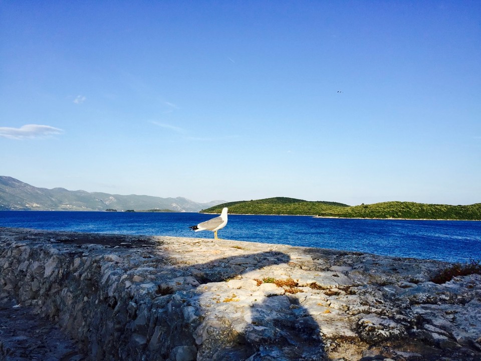 Kroatien - Polače - Eine korculianische Möwe 