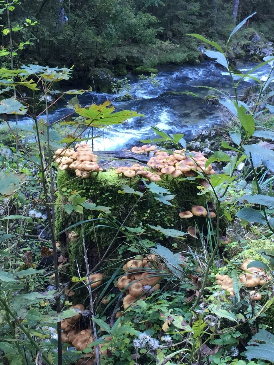 Österreich - Golling an der Salzach - 