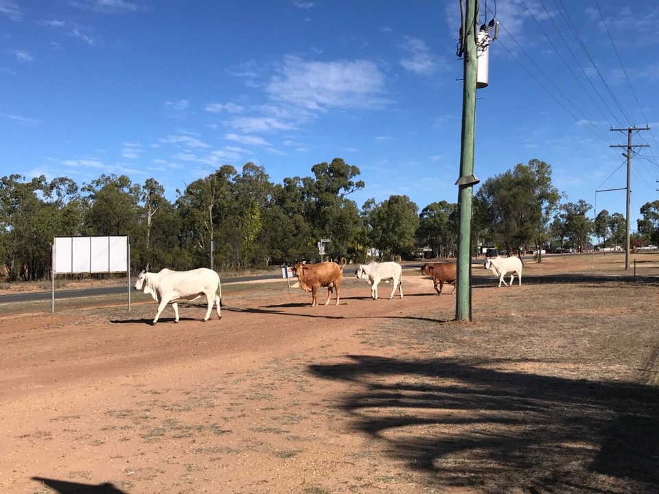 Australia - The Gemfields - Just strolling down the street